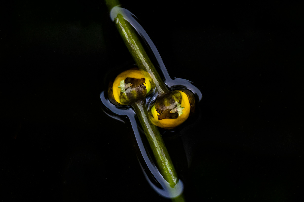 yellow waterlily (multiple exposed)
