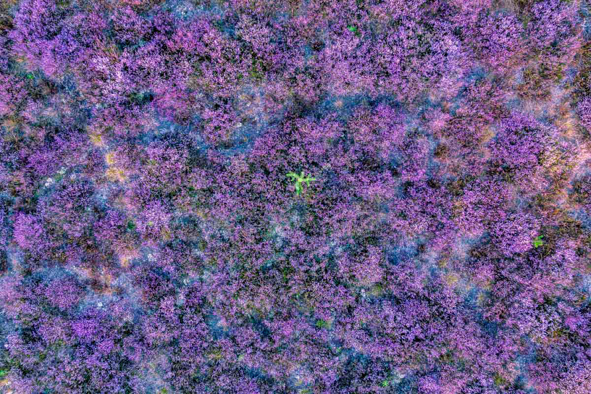 blooming heather and one pine tree