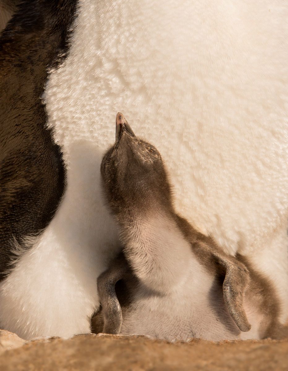 rockhopper chick on saunders