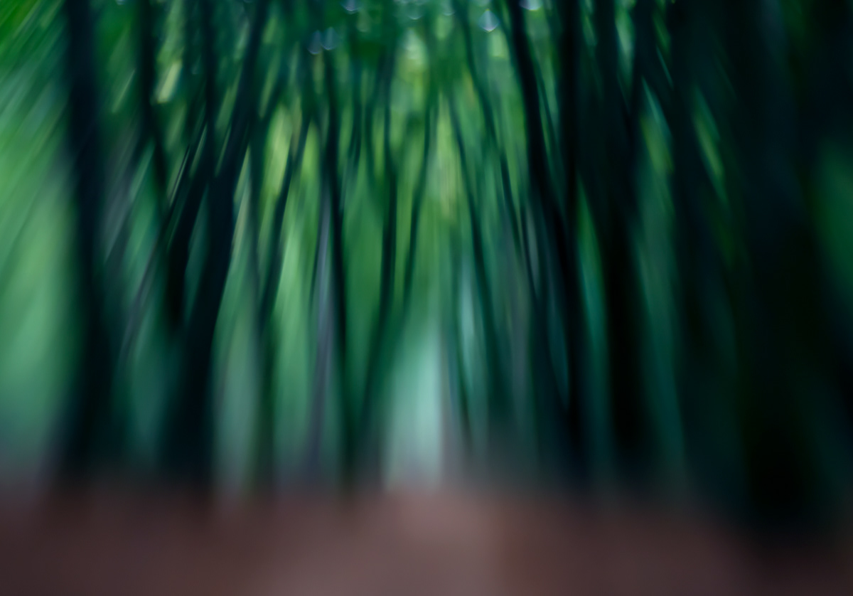 fairytale forest in summer