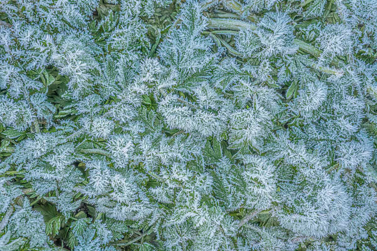 hoarfrost leaves (january)