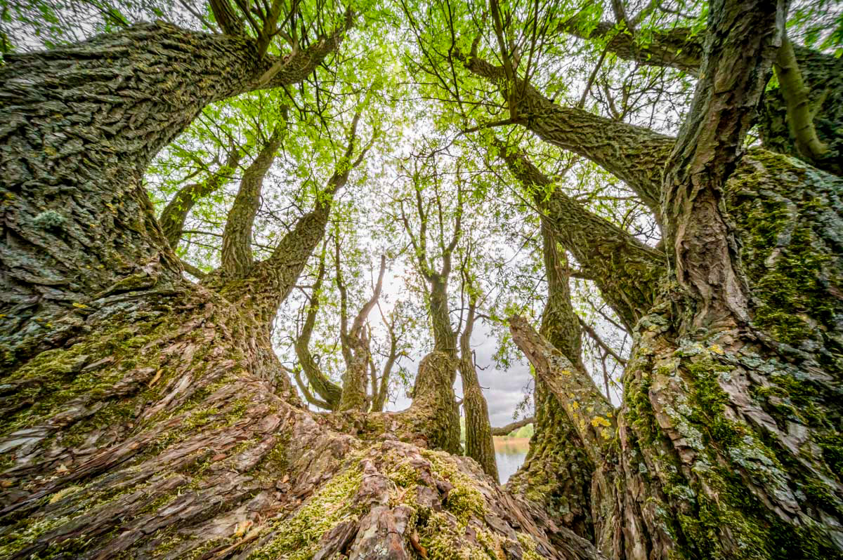 just a nice tree in the dunes