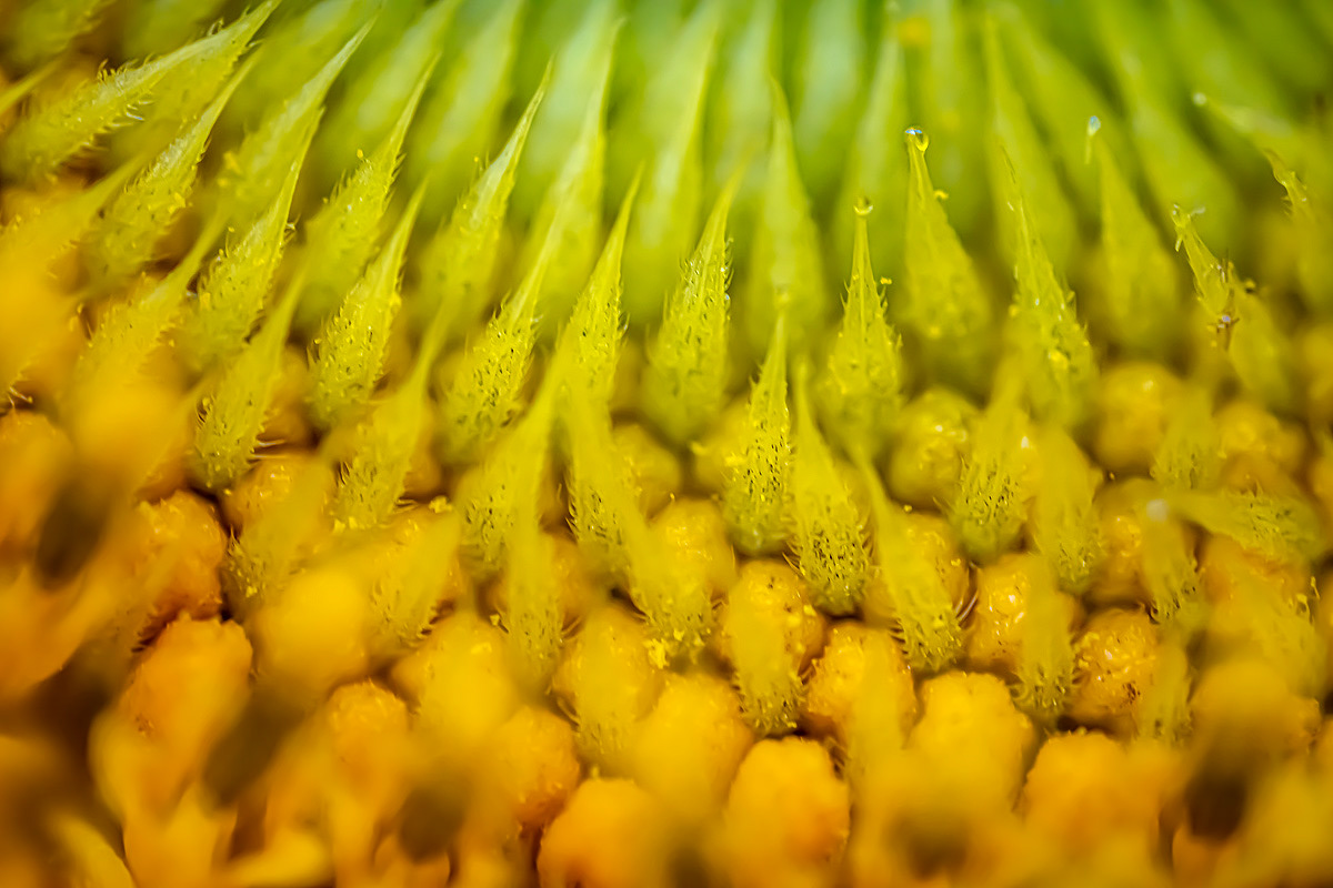 the core of the core of a sunflower