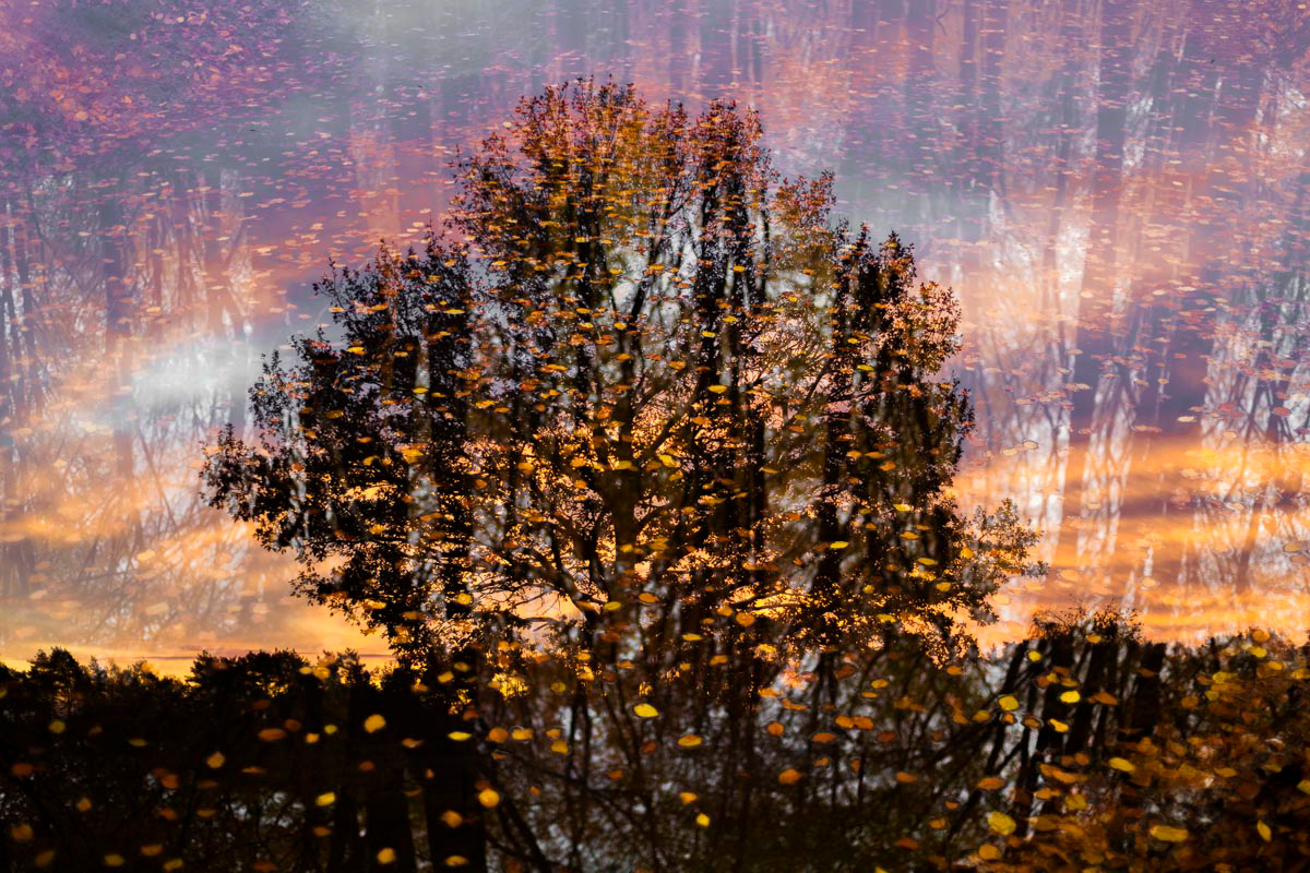 autumn forest (november)