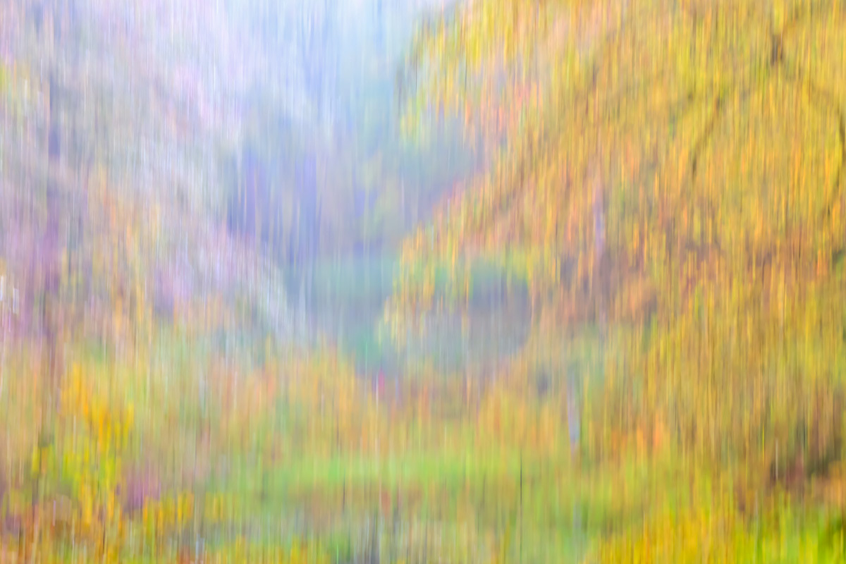 a foggy day in speulder forest