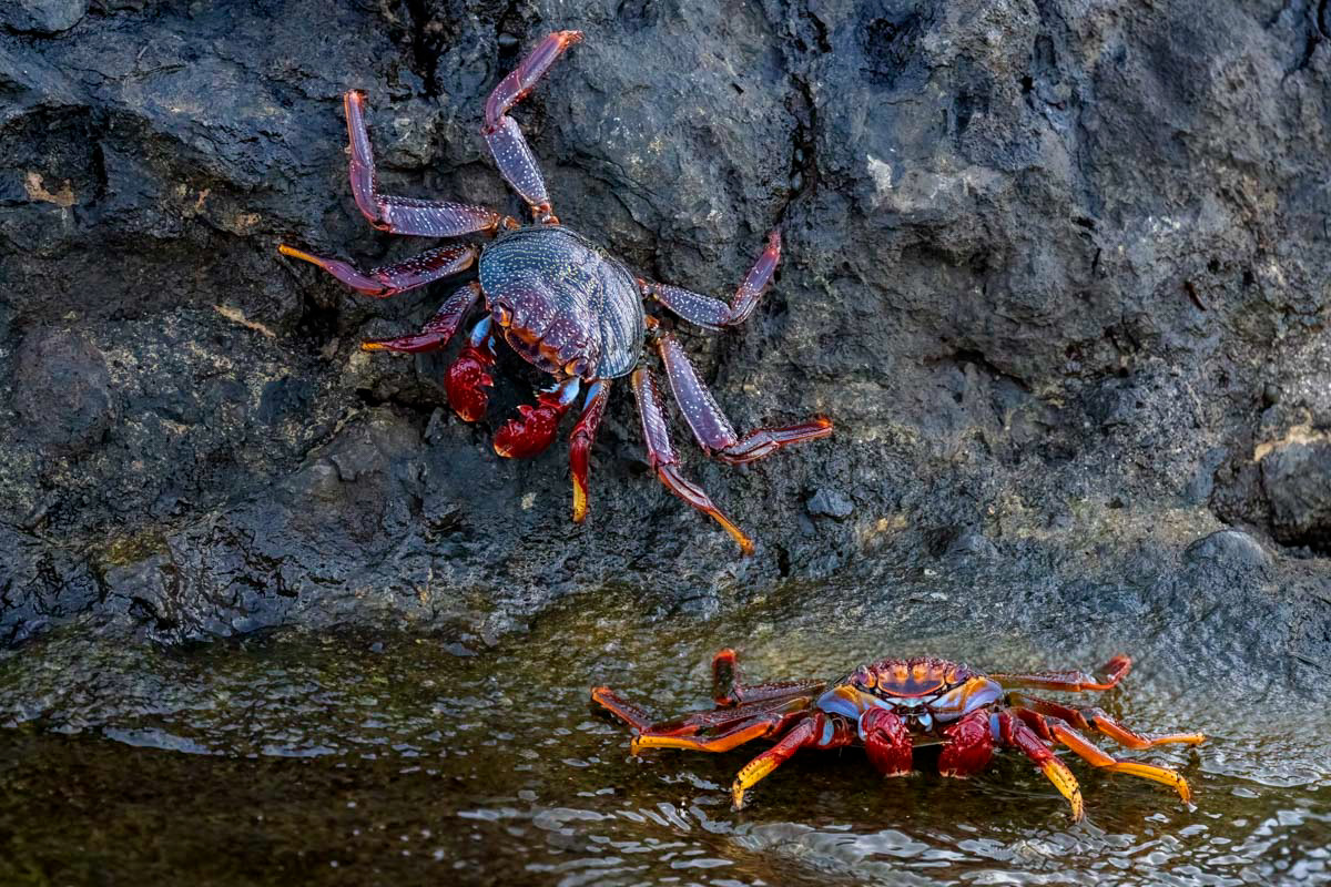 colorful crabs