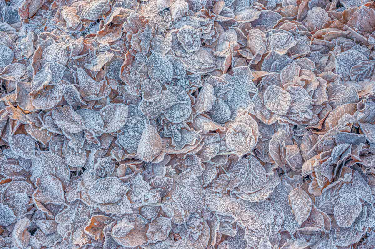 frozen leaves