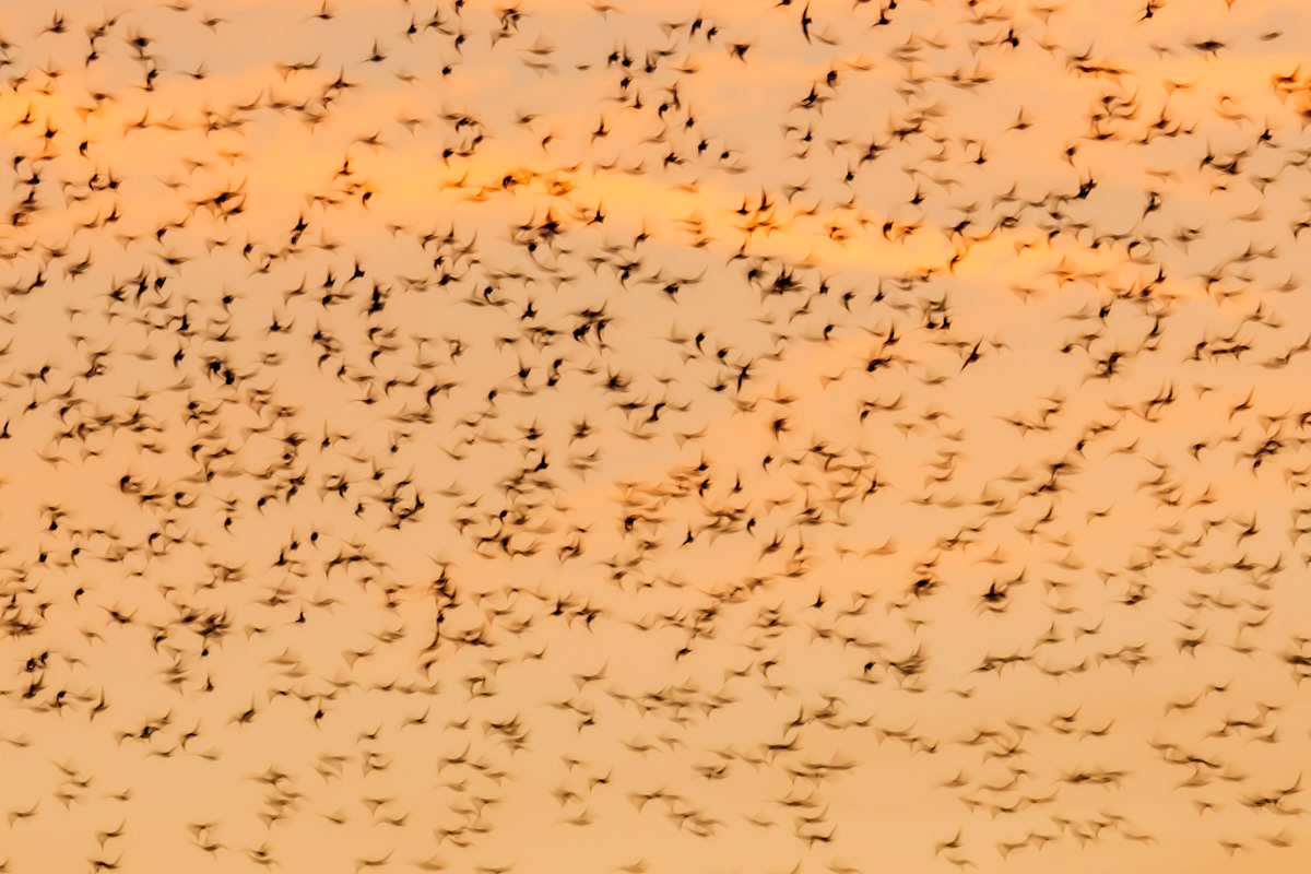 starlings murmuration above java eiland