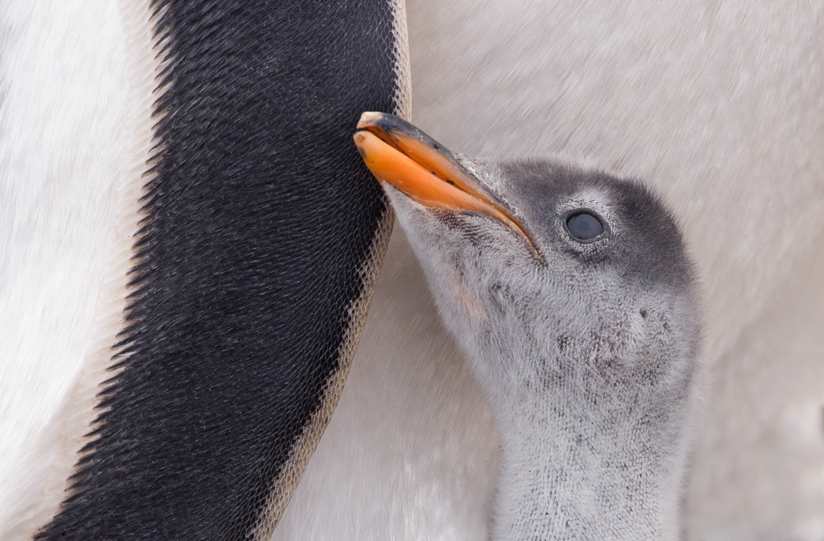 gentoo penguin chick