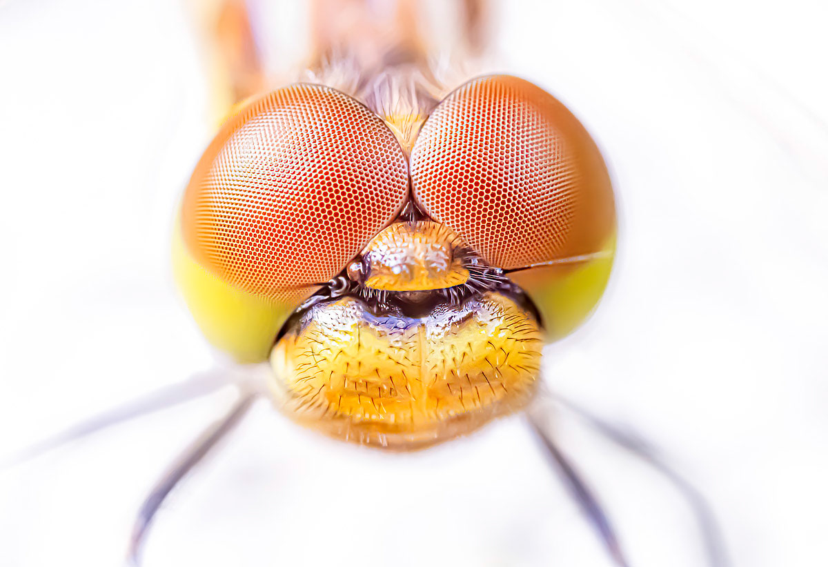eyeballs (dragonfly)