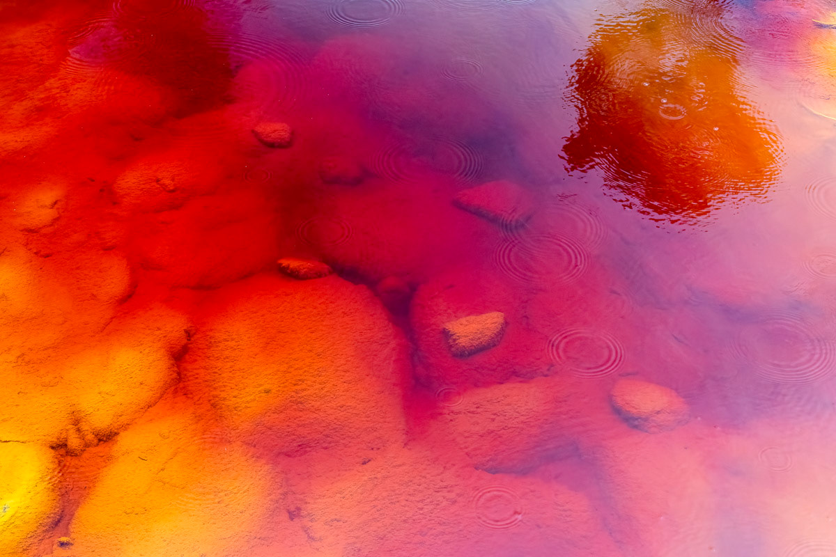 tree reflected in the river