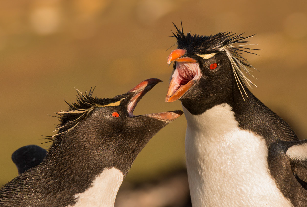 rockhoppers quarreling on saunders island