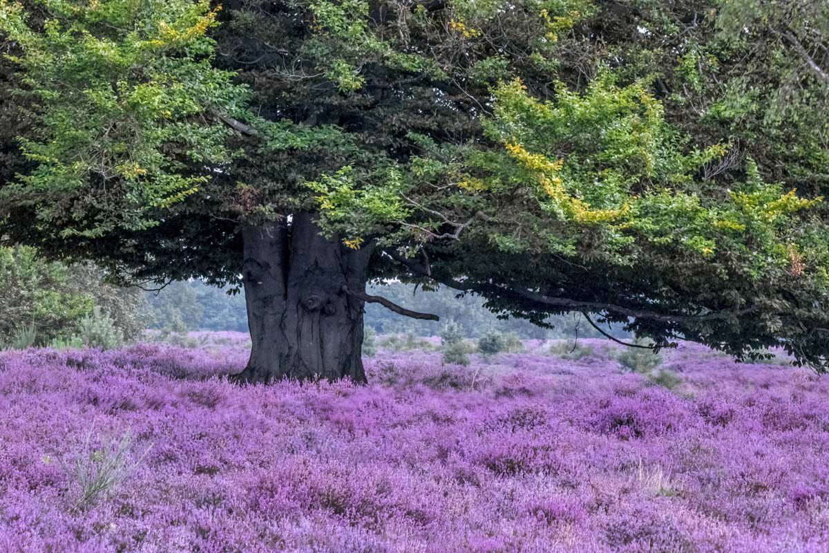 beech and blooming heather
