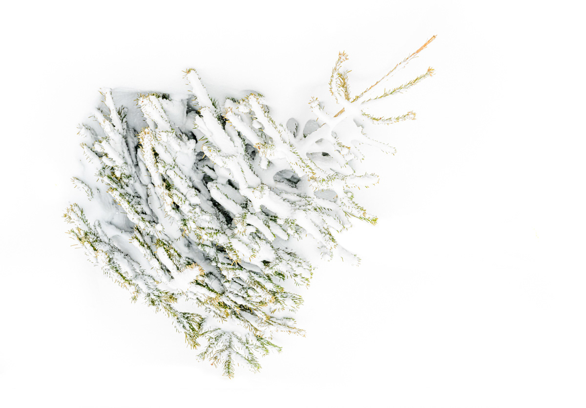 white christmas in february