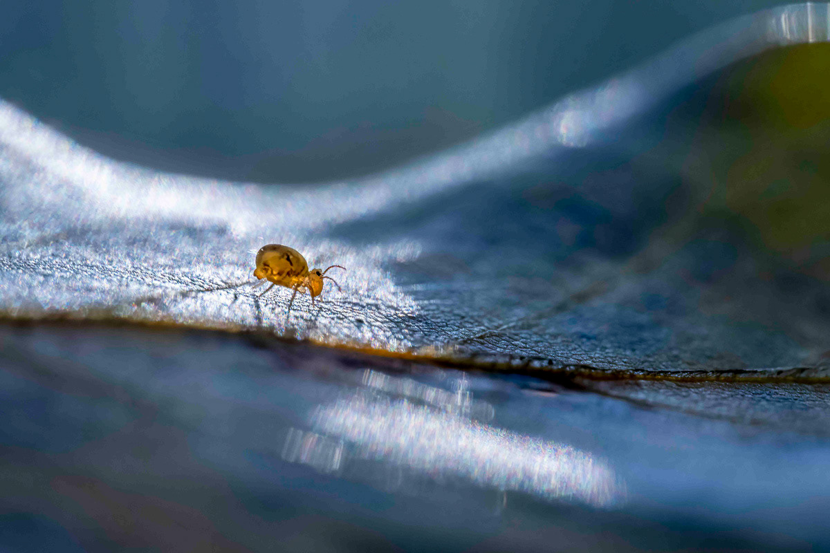 springtail