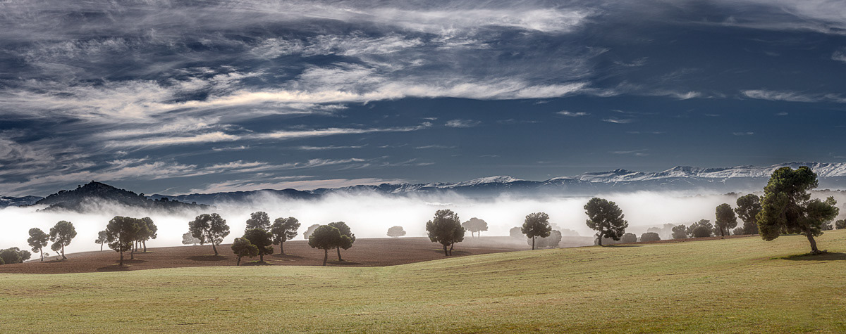 mist and trees panorama (focus stack, 9 photos)