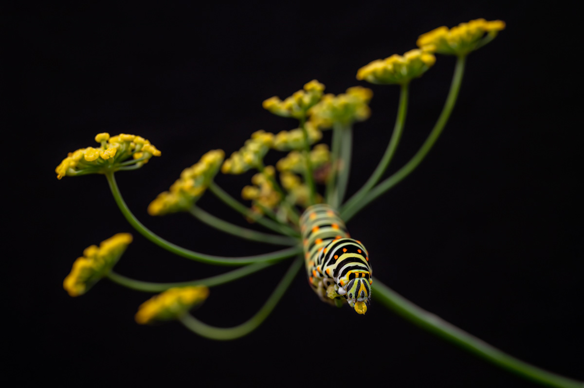 swallowtail caterpillar feeding on fennel