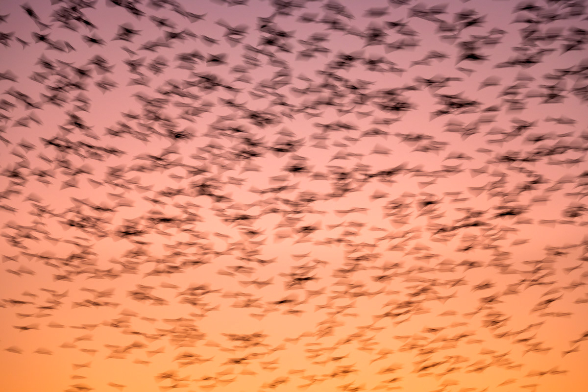 starlings murmuration above java eiland