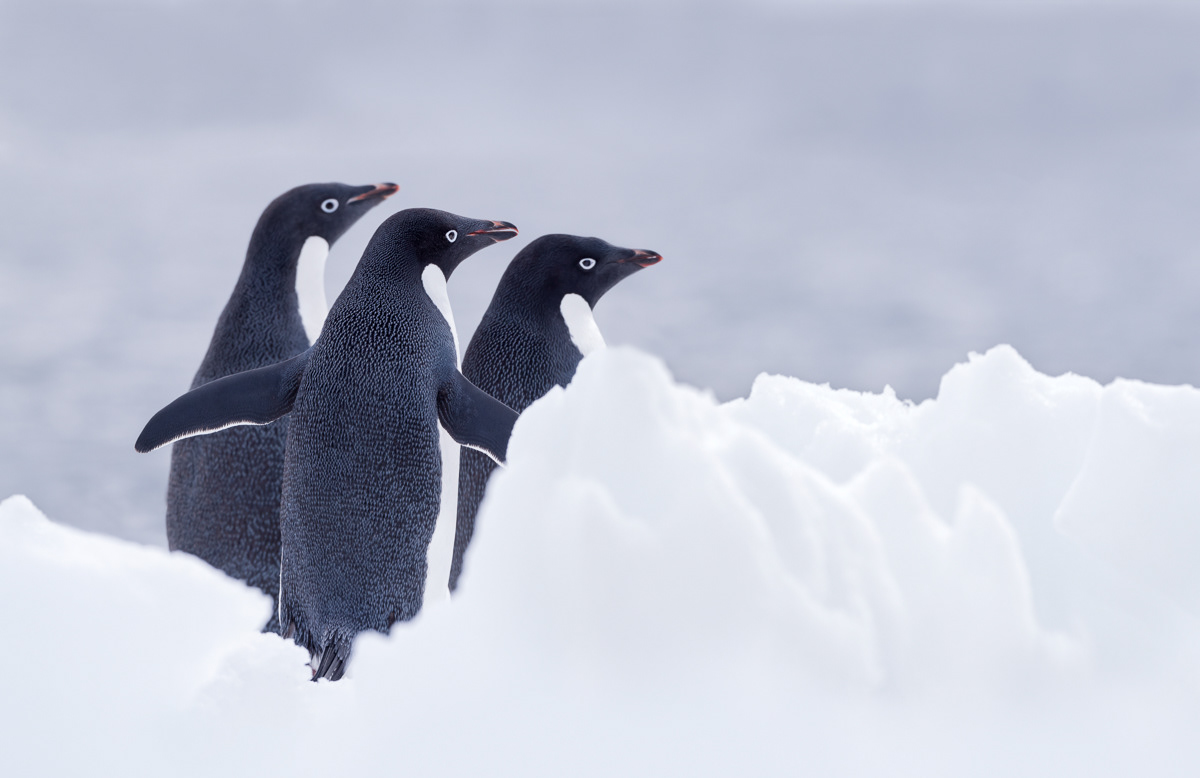 adélie penguins paulet island