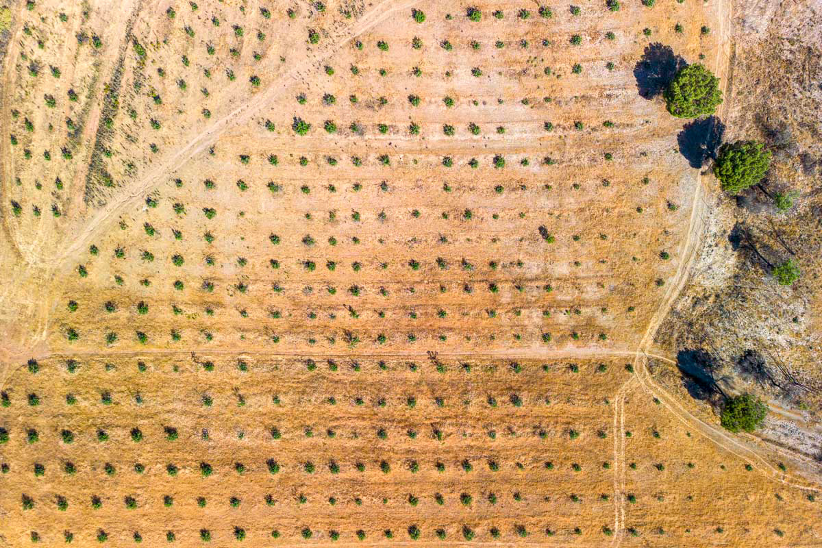 drone footage of an olive tree nursery