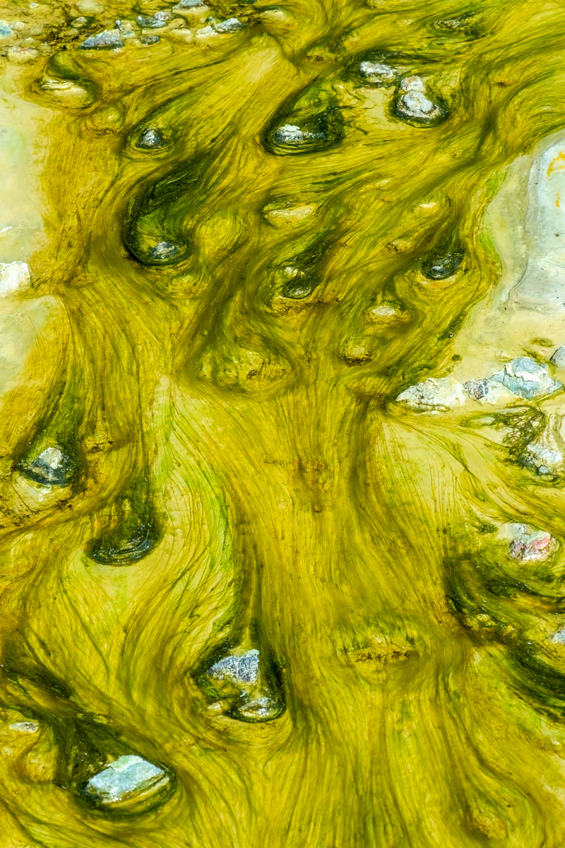 flow of algae and stones
