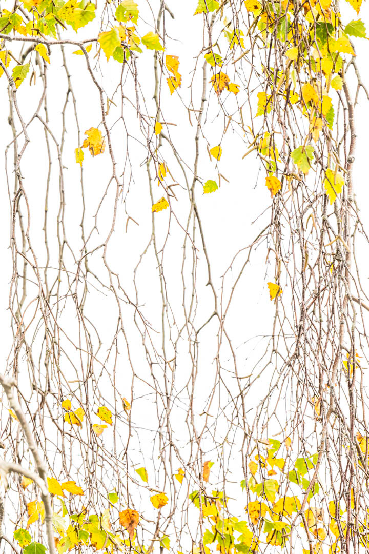 autumn birch