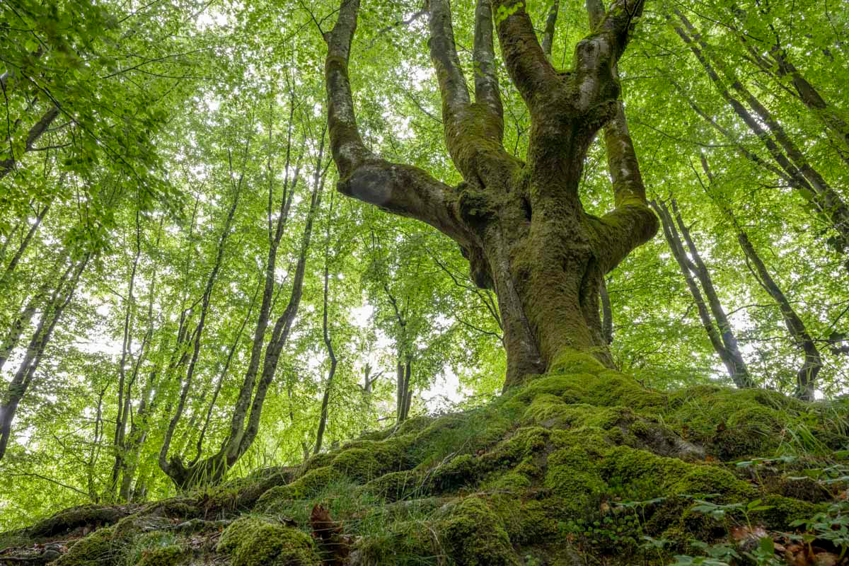 beech forest number one