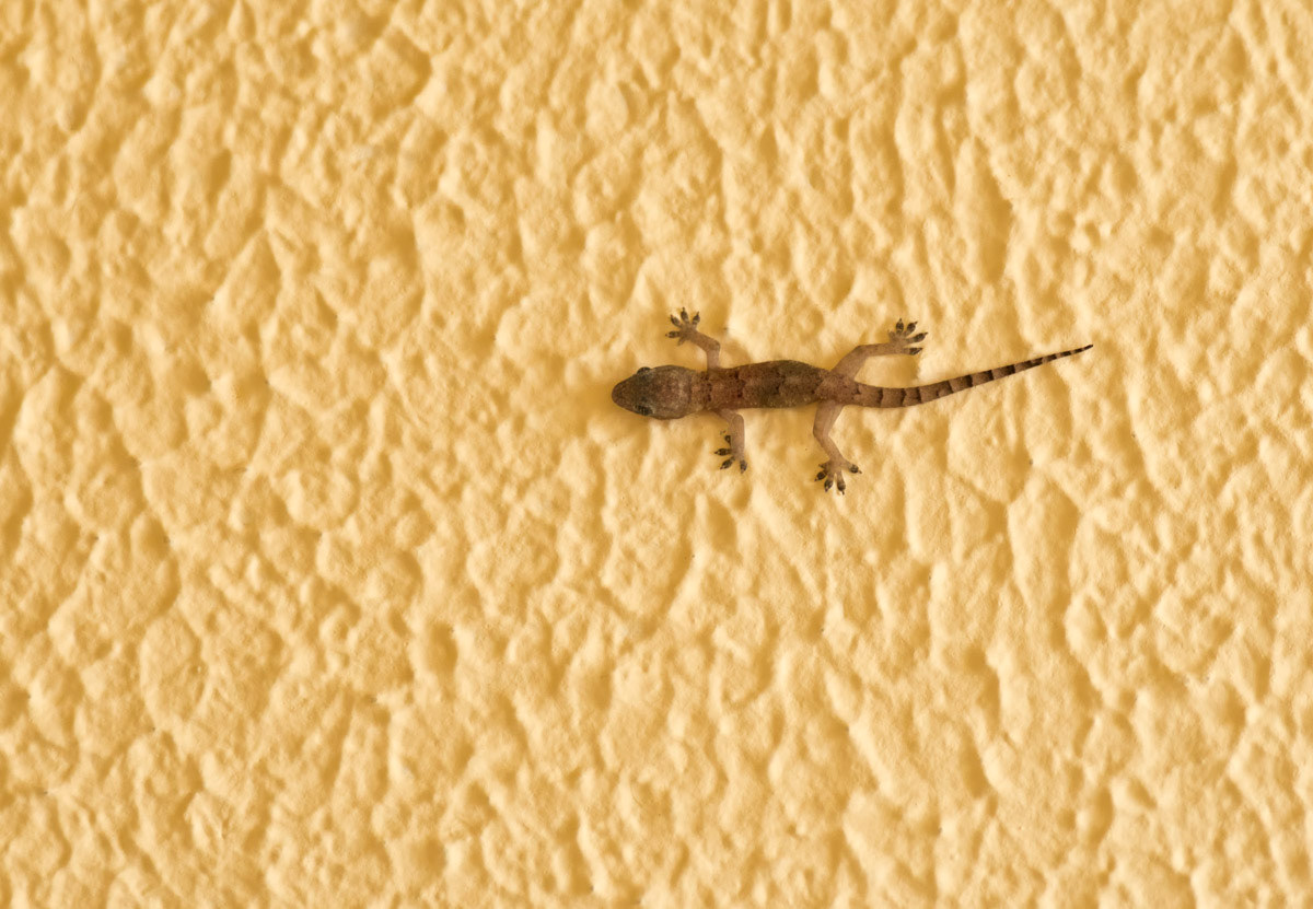 gekko at home