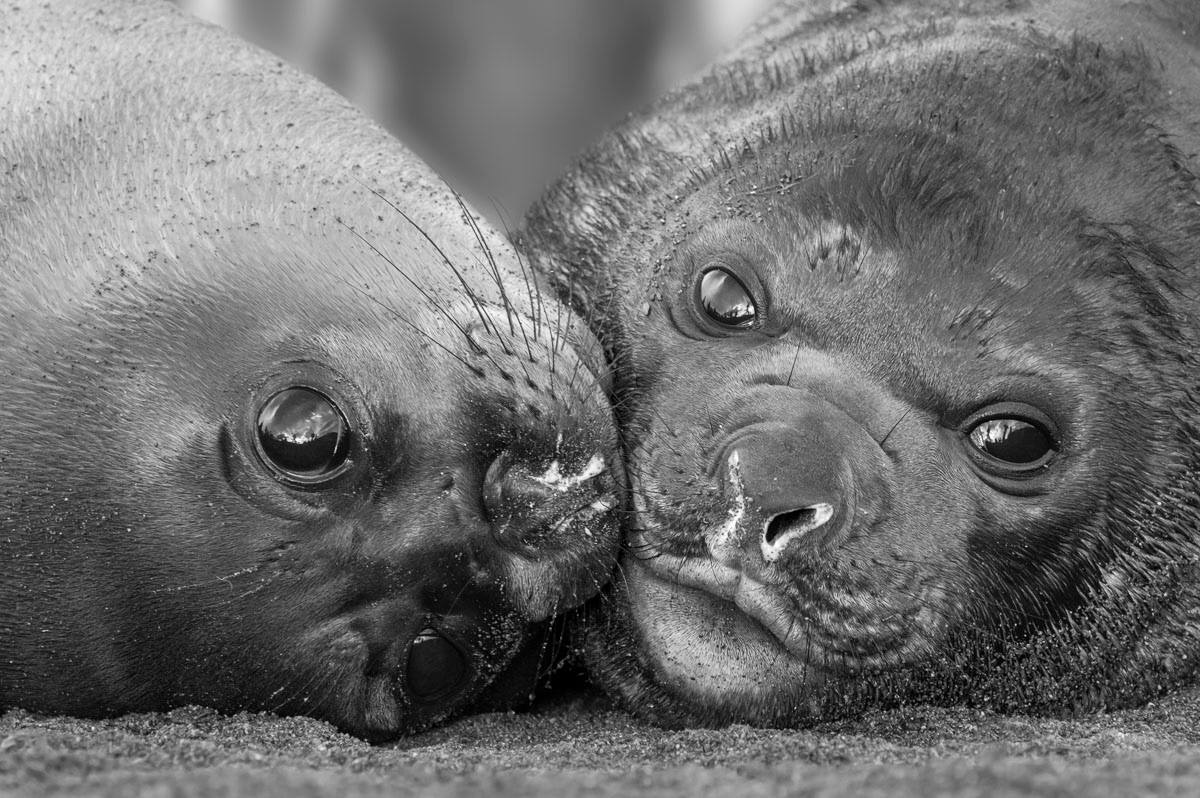 elephant seal pups