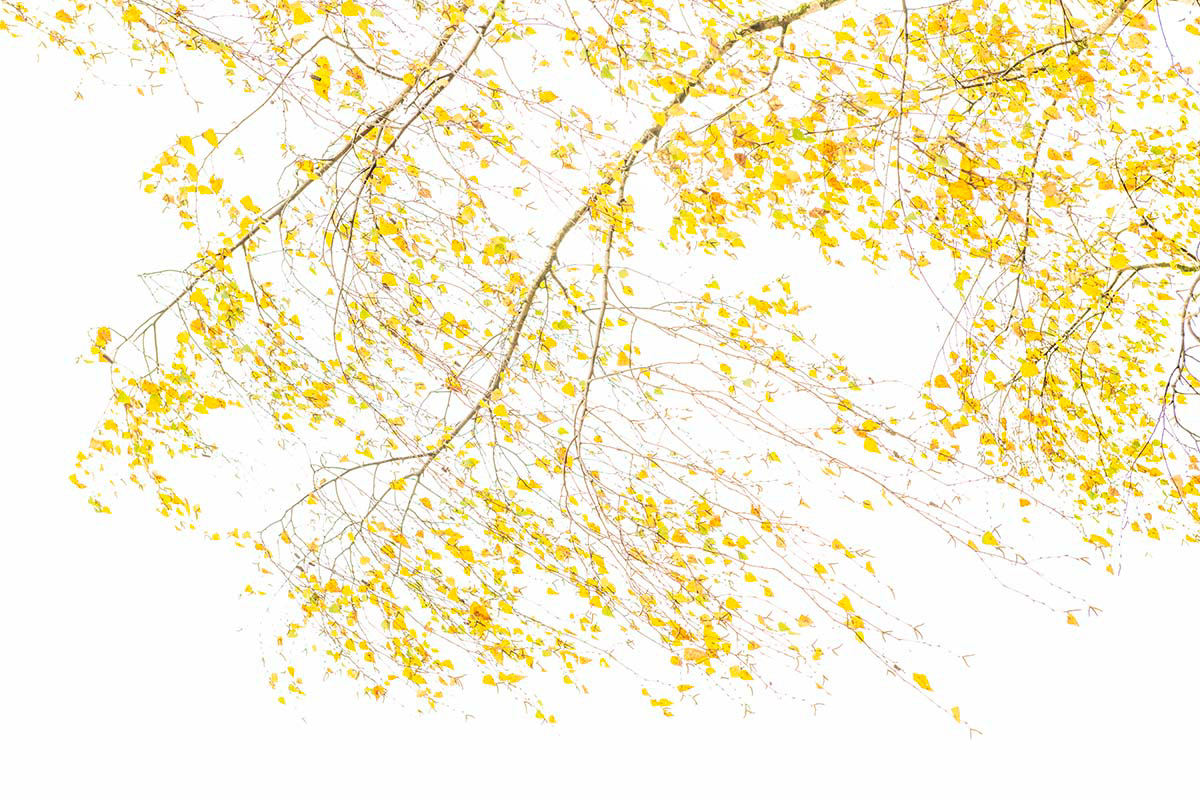 autumn wind in birch (october)