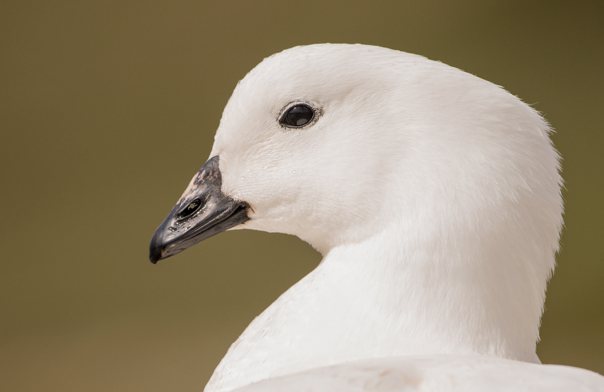 kelp goose male on carcass island