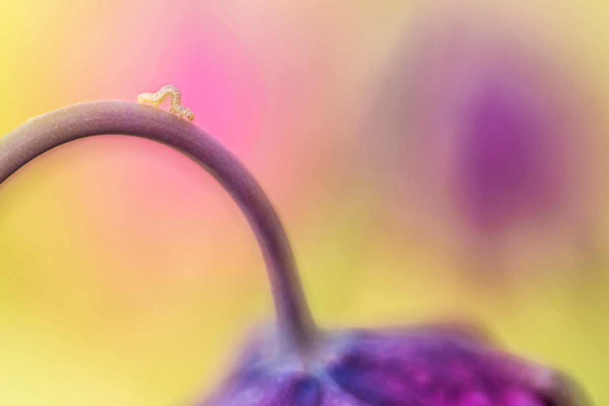 tiny caterpillar on fritillary