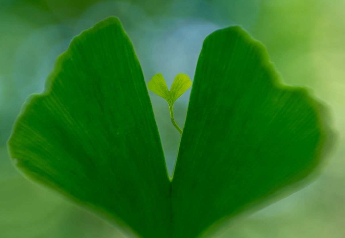 ginkgo biloba leaves in june
