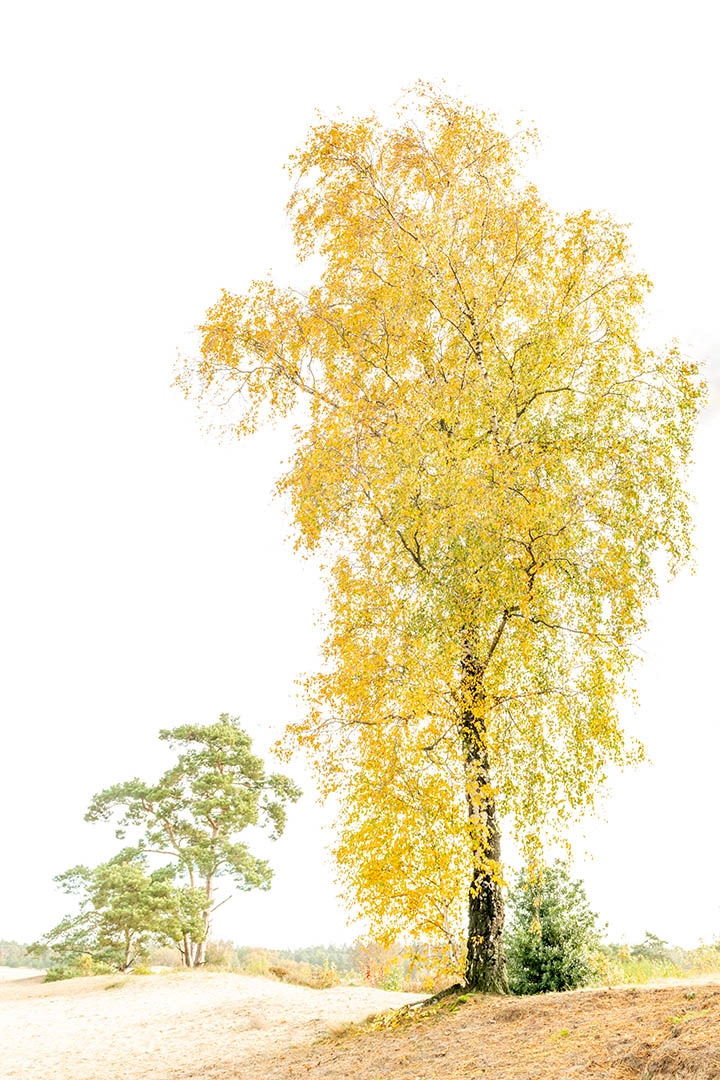 birch and pine in october