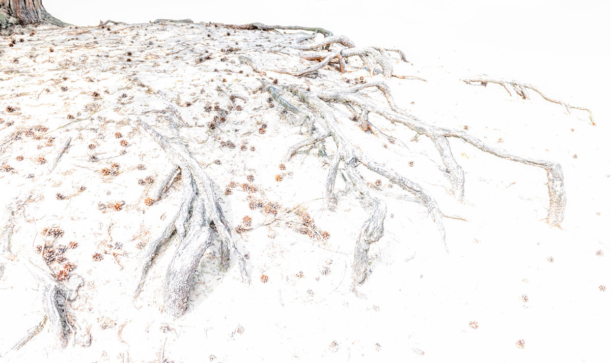 pine tree roots in sand drift (july)