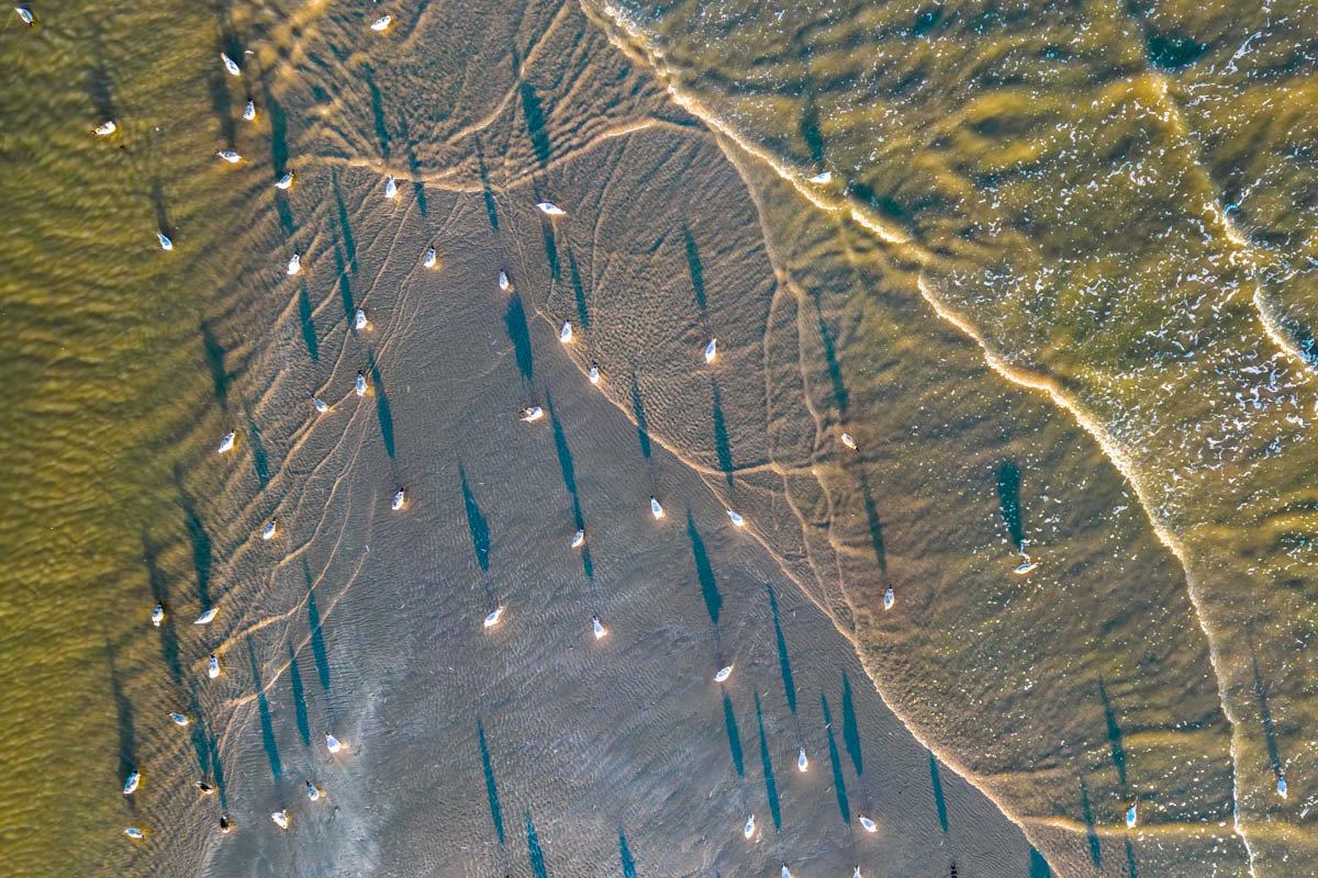 gulls and long shadows