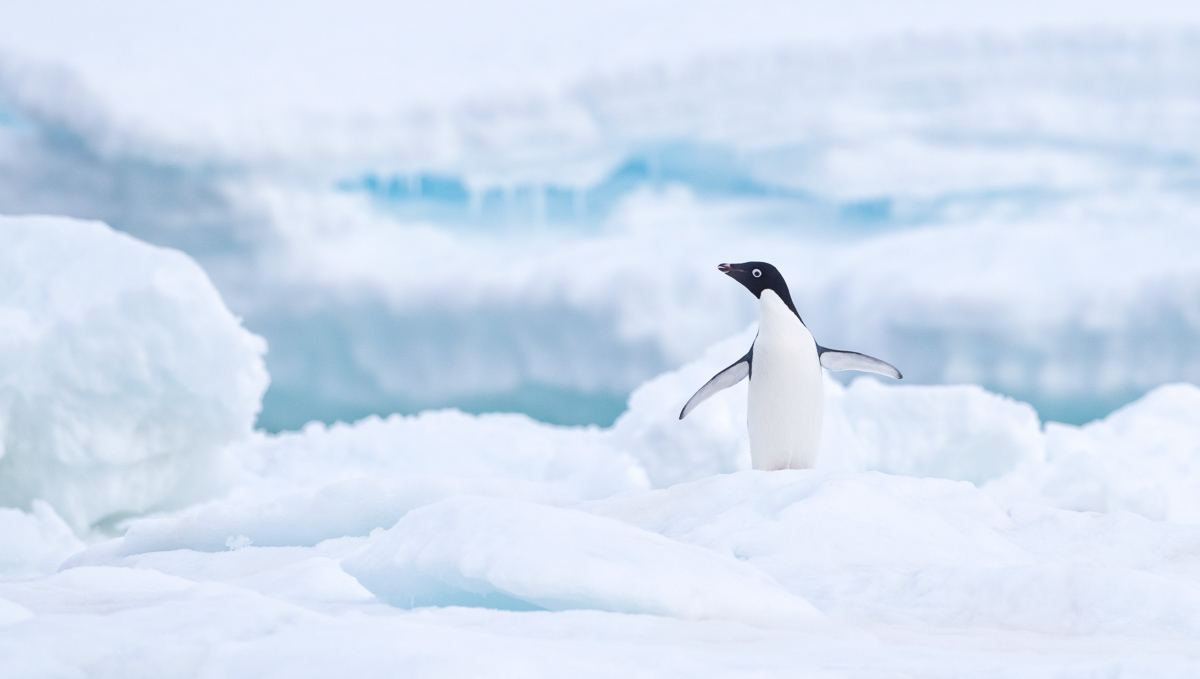 adélie penguin paulet island