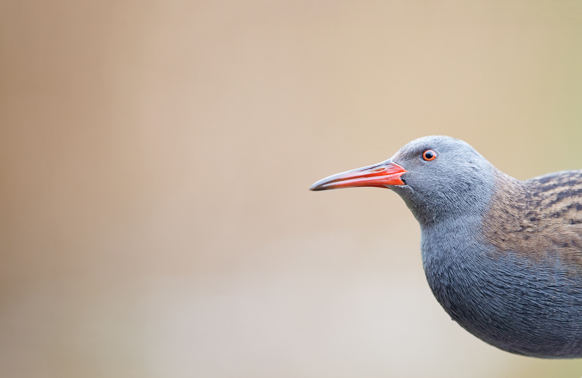 water rail
