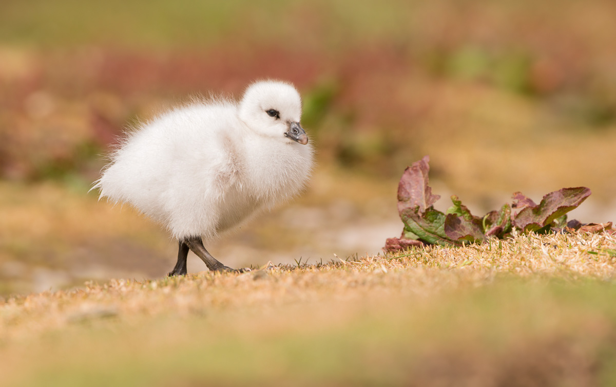kelp gosling on carcass island