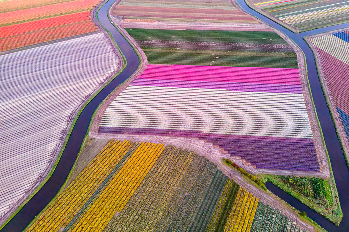 flowering bulb fields