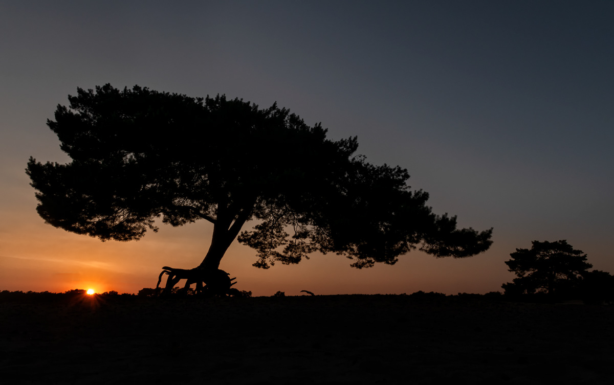 the pine tree on a summer evening