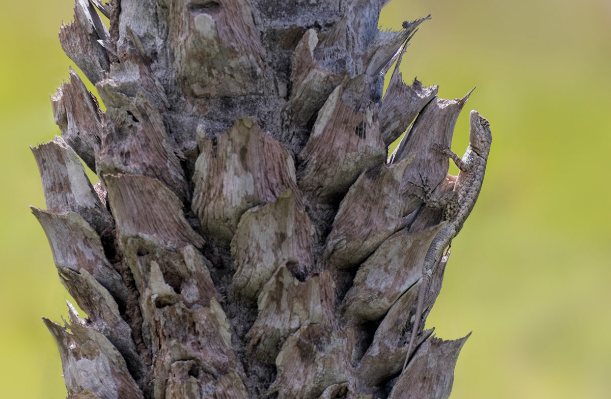 lizard in perfect disguise (eusebio)