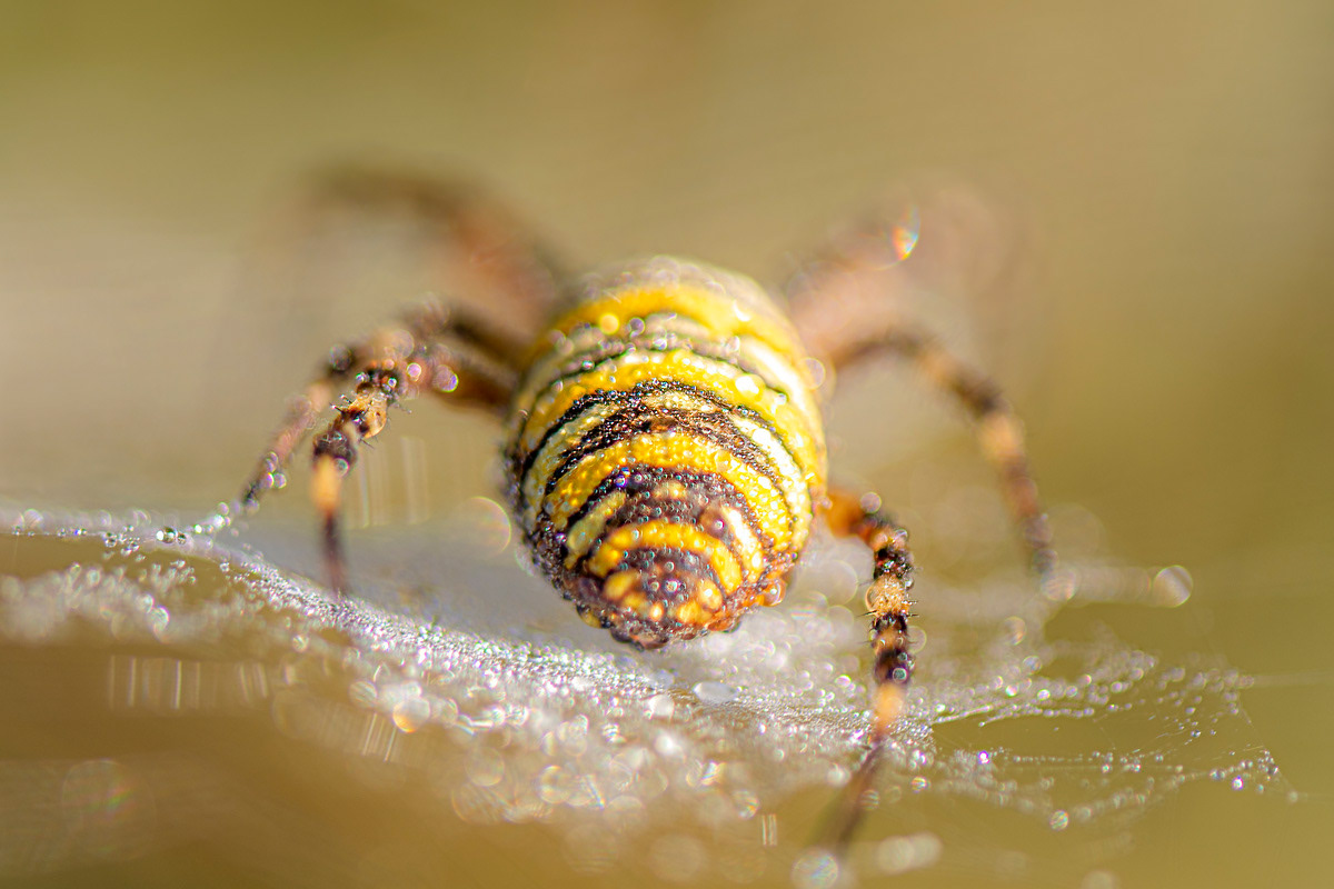 wasp spider