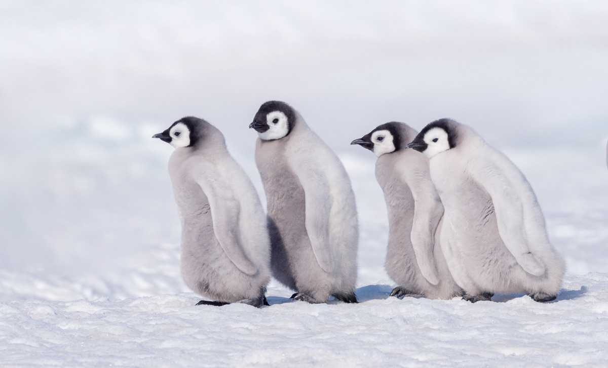 emperor penguin chicks sticking together