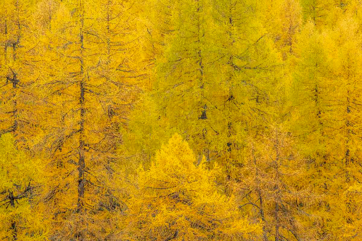 larches in autumn decoration