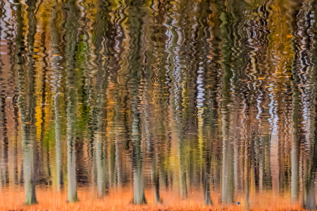 drowned forest with coot