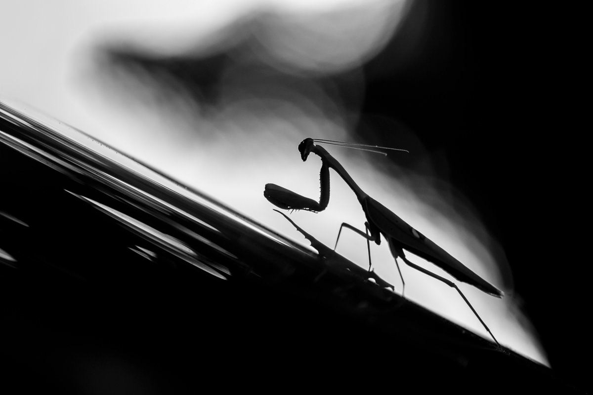 praying mantis at home in fortaleza