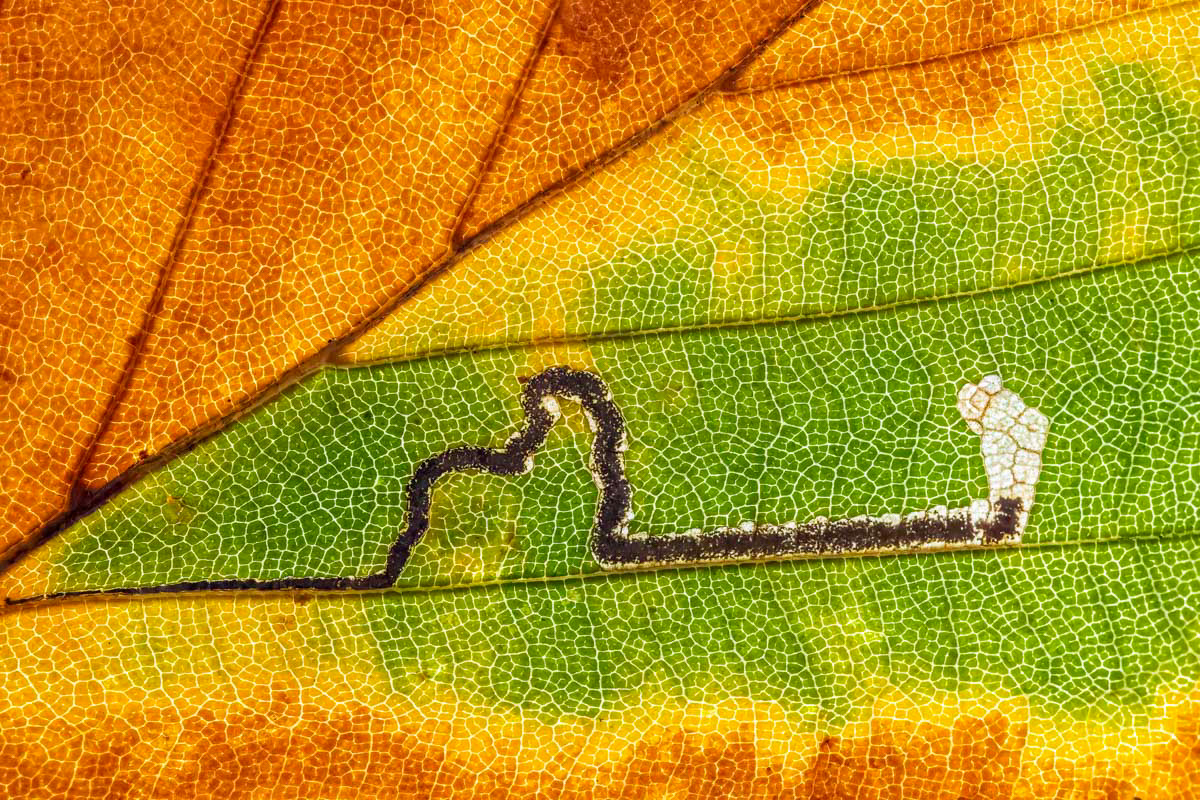 stigmella tityrella in beech leaf