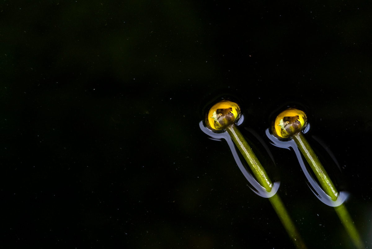 yellow waterlily (multiple exposed)