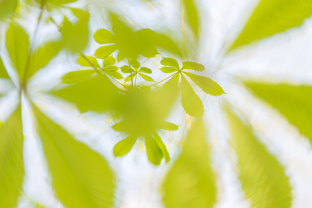 fresh chestnut tree leaves in april